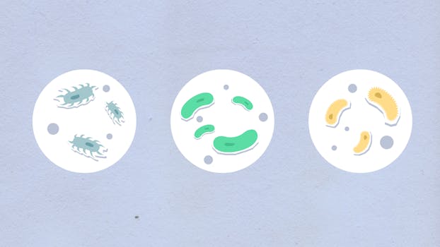 Gut bacteria illustration